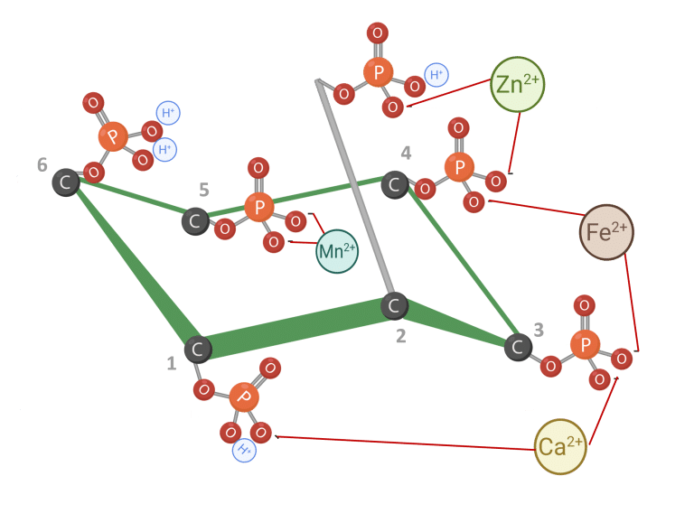 Figura 4: IP6 ligado a cátions. Adaptado de Vieira et al. (2018).