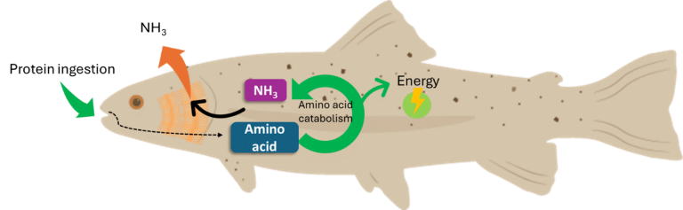 Protein metabolism and nitrogen excretion