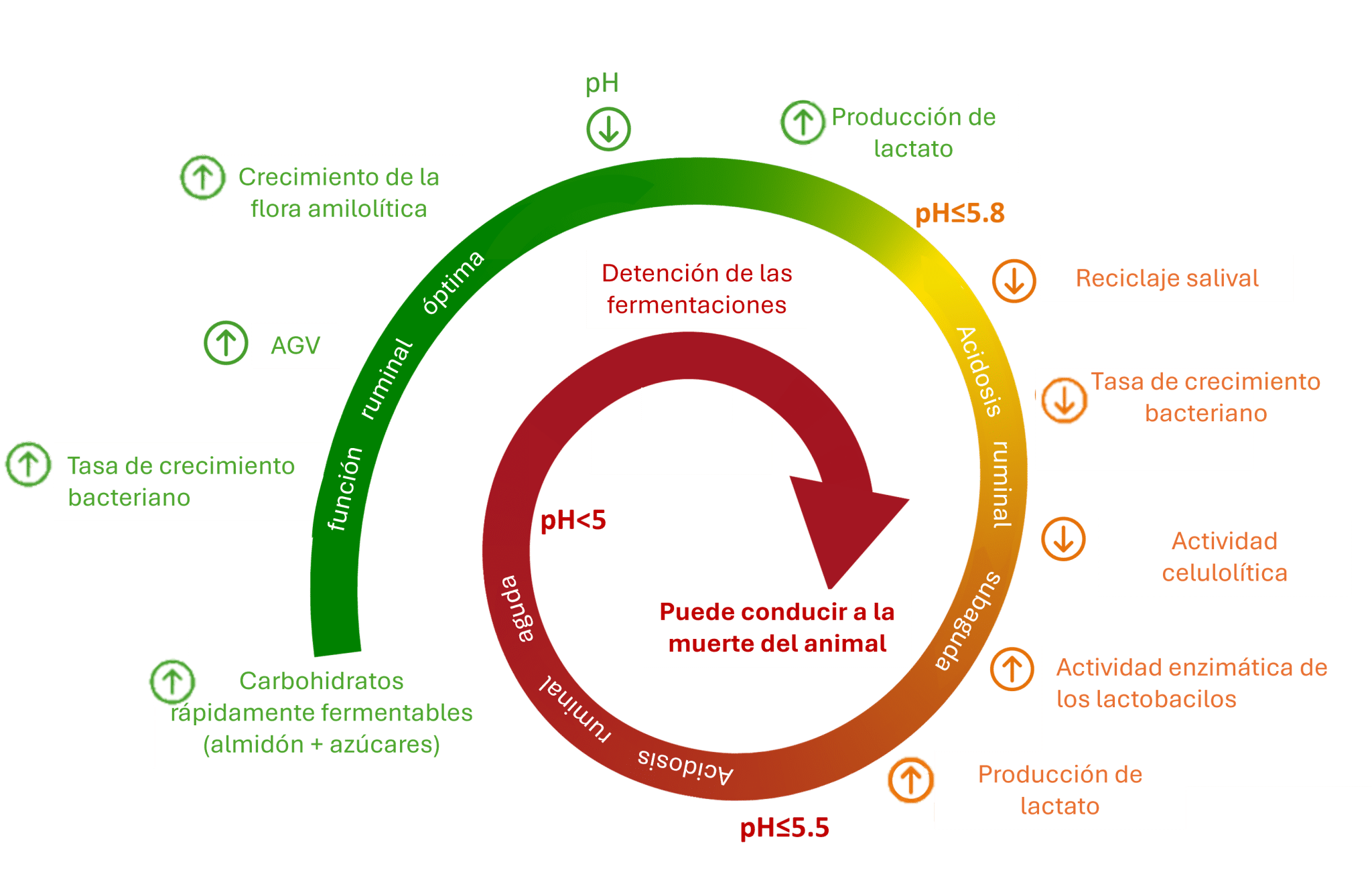 Acidosis ruminal subaguda: Un problema metabólico frecuente - Phosphea