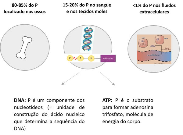 figure 1 PT