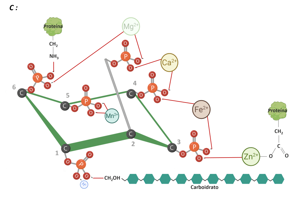 Figura 2: IP6 ligado a diferentes nutrientes. Adaptado de Vieira et al., 2018