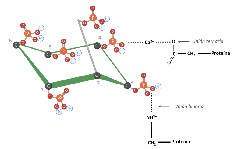 Figura 5: IP6 unido a proteínas. Adaptado de Morales et al. (2016).