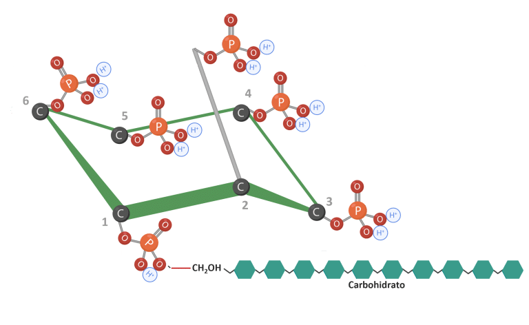 Figura 6: IP6 unido a carbohidratos. Adaptado de Vieira et al. (2018); Oatway et al. (2001).